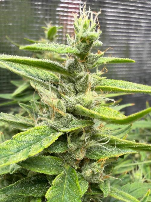 El Jardinarino. Week 9 - HubbaBubbaaSmelloScope by Mephisto;s