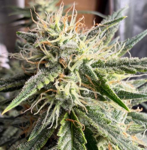 El Jardinarino. Week 9 - Rebel Haze by Rebel Grown