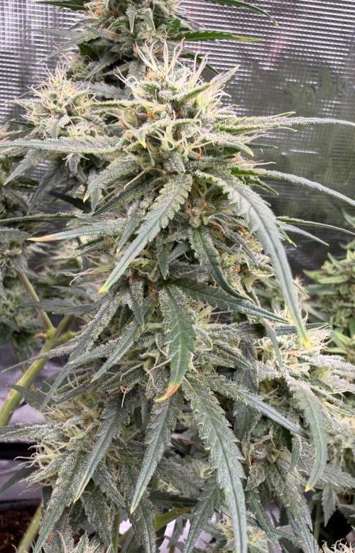 El Jardinarino. Week 9 - Ghost OG Chemdog by Blimburn