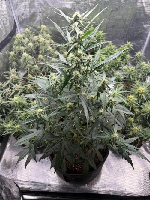 El Jardinarino. Week 9 - The green cave of stank