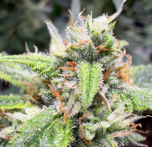 El Jardinarino. Week 9 - Guava Runtz by FastBuds42