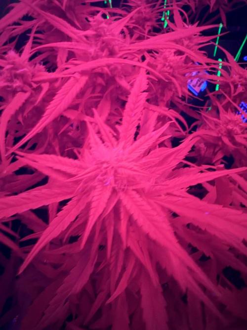 El Jardinarino. Week 9 - Looks like a rave