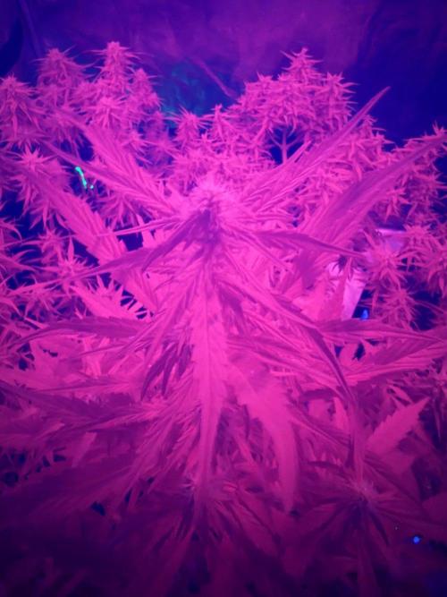 El Jardinarino. Week 9 - Ultraviolet Dreams