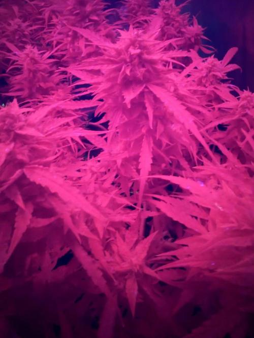 El Jardinarino. Week 9 - Looks like they're fighting