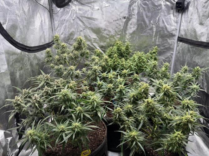 El Jardinarino. Week 9 - Hi