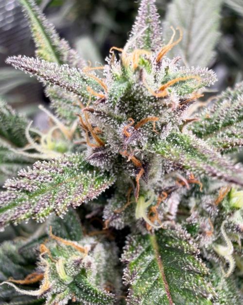 El Jardinarino. Week 9 - Papaya Cookies by FastBuds42