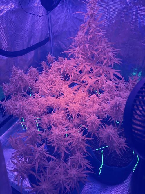 El Jardinarino. Week 9 - Ultraviolet Rave