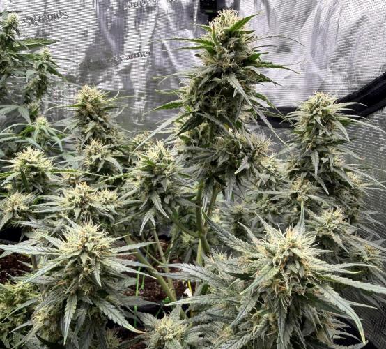 El Jardinarino. Week 9 - Gorillas in the midst