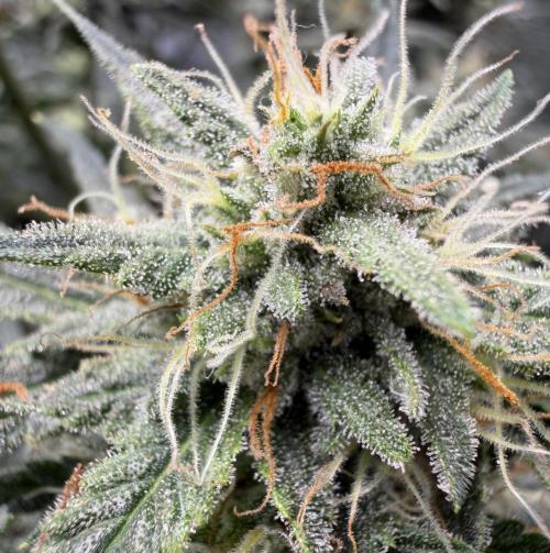 El Jardinarino. Week 9 - Rebel Haze by Rebel Grown