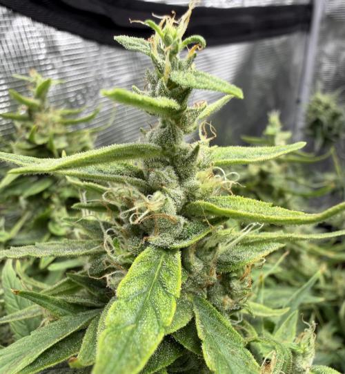 El Jardinarino. Week 9 - HubbaBubbaSmelloscope by Mephisto’s