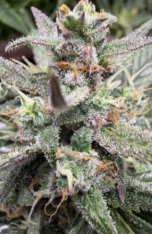 El Jardinarino. Week 9 - Papaya Cookies by FastBuds42