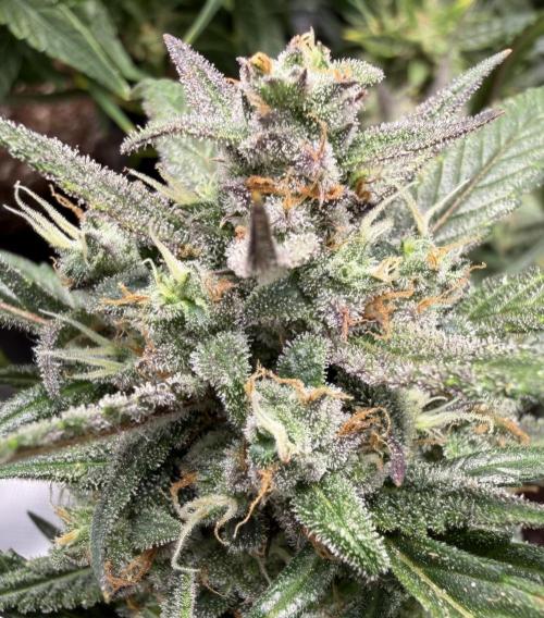 El Jardinarino. Week 9 - Papaya Cookies by FastBuds42