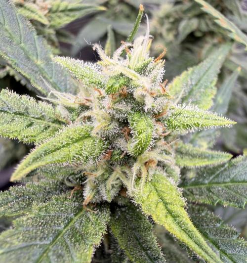 El Jardinarino. Week 9 - Guava Runtz bybFastBuds42