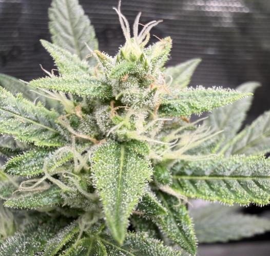 El Jardinarino. Week 9 - Rebel Haze by Rebel Grown
