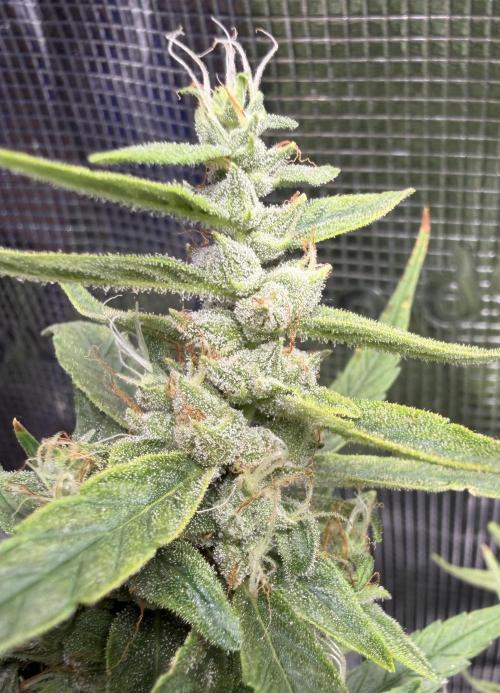 El Jardinarino. Week 9 - HubbaBubbaSmelloscope by Mephisto’s