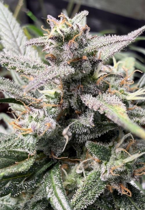 El Jardinarino. Week 9 - Gorilla Z by FastBuds42