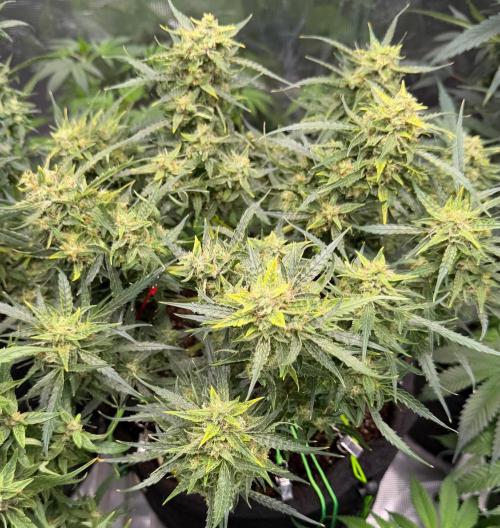 El Jardinarino. Week 10 - Rebel Haze by Rebel Grown
