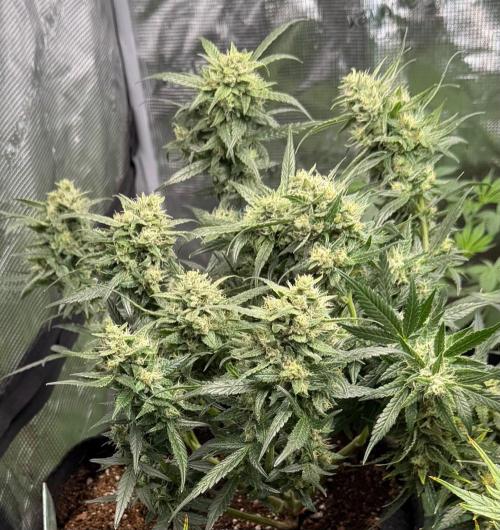El Jardinarino. Week 10 - DeadHead OG by Willie's/Cali Connection