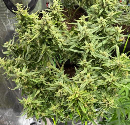 El Jardinarino. Week 10 - HBSS by Mephisto's