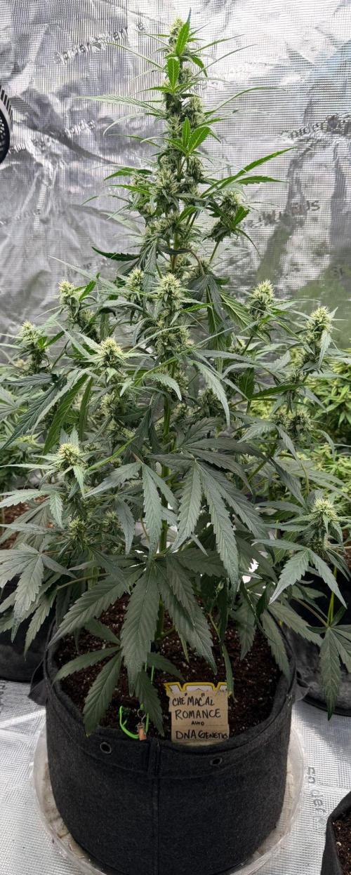 El Jardinarino. Week 10 - CheMACal Romance by DNA Genetics