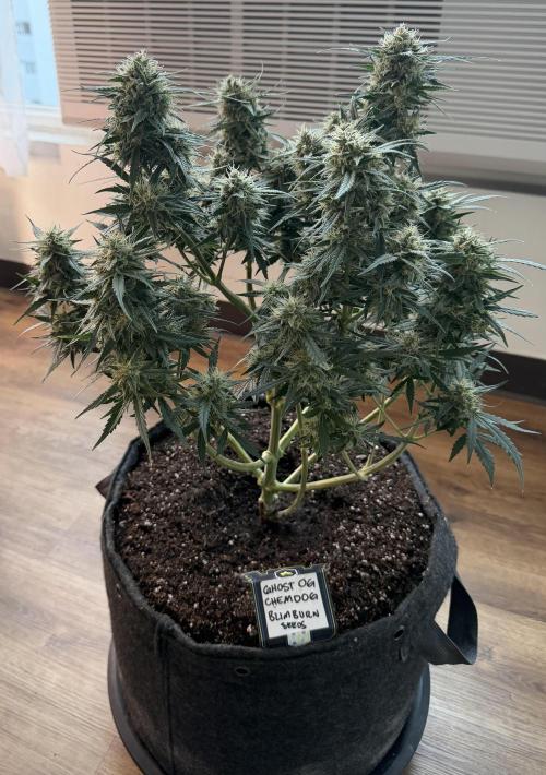 El Jardinarino. Week 10