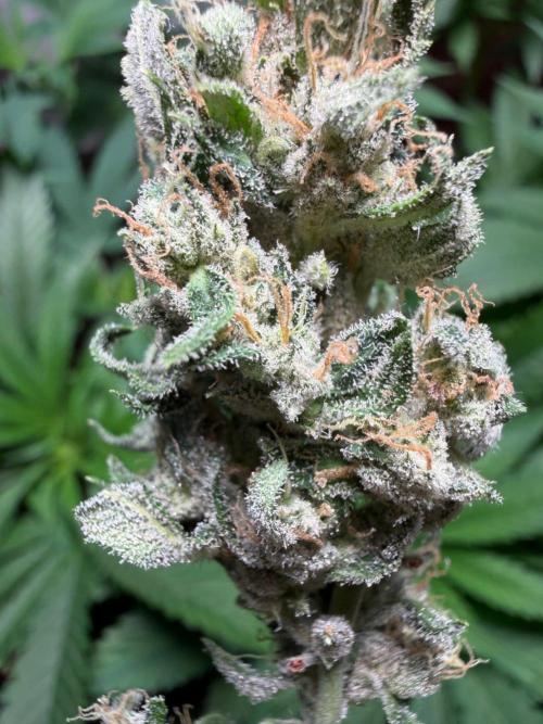 El Jardinarino. Week 10 - DeadHead OG by Willie's Remedy