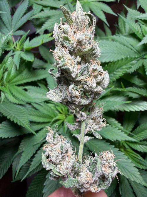 El Jardinarino. Week 10 - DeadHead OG by WIllie's Remedy