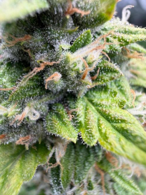 El Jardinarino. Week 10 - CheMACal Romance by DNA Genetics
GEEEEEEEZZZ!!!