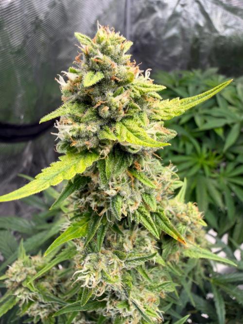 El Jardinarino. Week 10 - CheMACal Romance by DNA Genetics