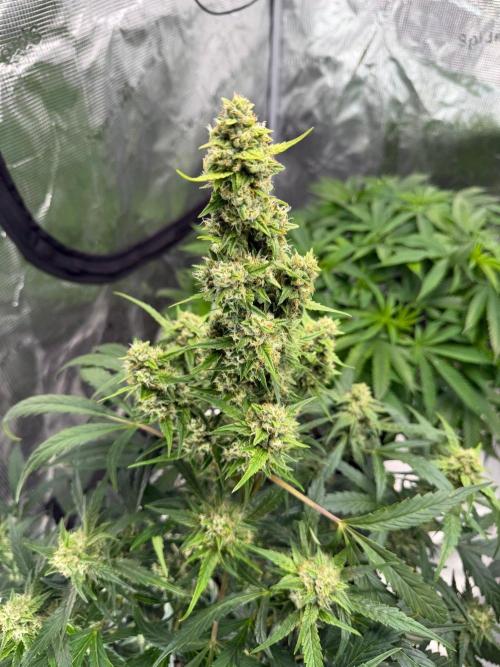 El Jardinarino. Week 10 - CheMACal Romance by DNA Genetics