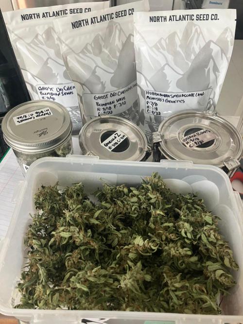El Jardinarino. Week 10 - Harvested all the autoflowers.  Around 7.5 ounces
