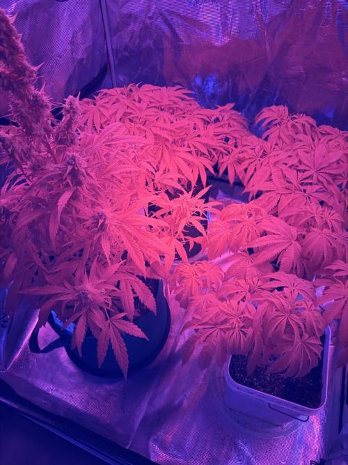 El Jardinarino. Week 11 - Nighttime is the righttime.