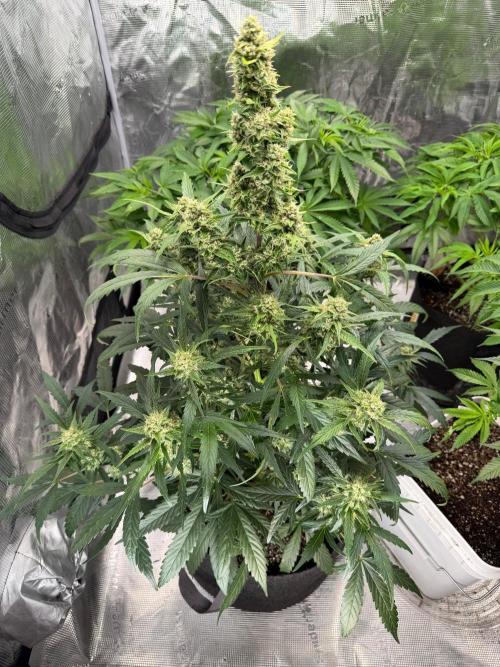 El Jardinarino. Week 11 - ChemRom is the last flowering plant in the garden.  Almost there.