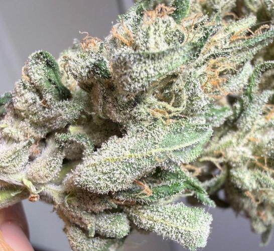 El Jardinarino. Week 10 - DeadHead OG (autoflower) by Willie's Remedy