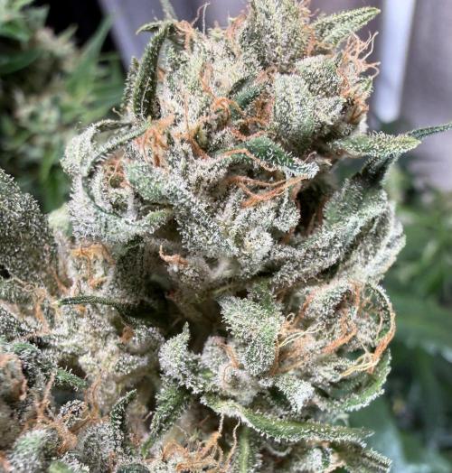 El Jardinarino. Week 10 - DeadHead OG (autoflower) by Willie's Remedy