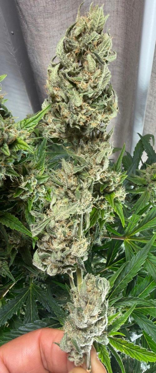 El Jardinarino. Week 10 - DeadHead OG (autoflower) by Willie's Remedy