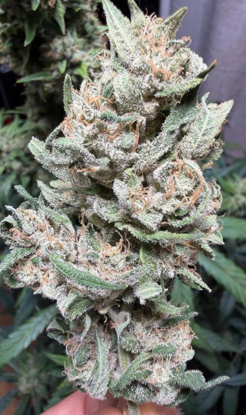El Jardinarino. Week 10 - DeadHead OG (autoflower) by Willie's Remedy