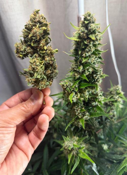 El Jardinarino. Week 10 - Rebel Haze by Rebel Grown