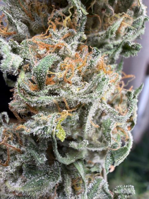 El Jardinarino. Week 10 - Rebel Haze by Rebel Grown