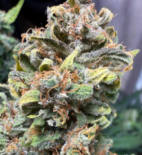 El Jardinarino. Week 10 - Rebel Haze by Rebel Grown