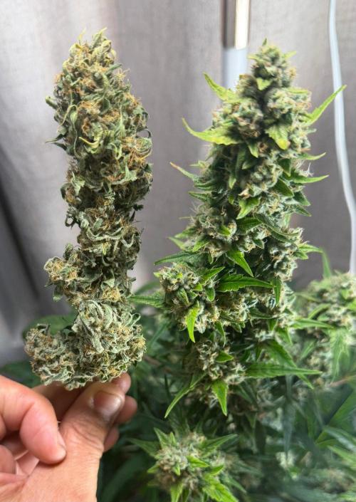 El Jardinarino. Week 10 - Rebel Haze by Rebel Grown
