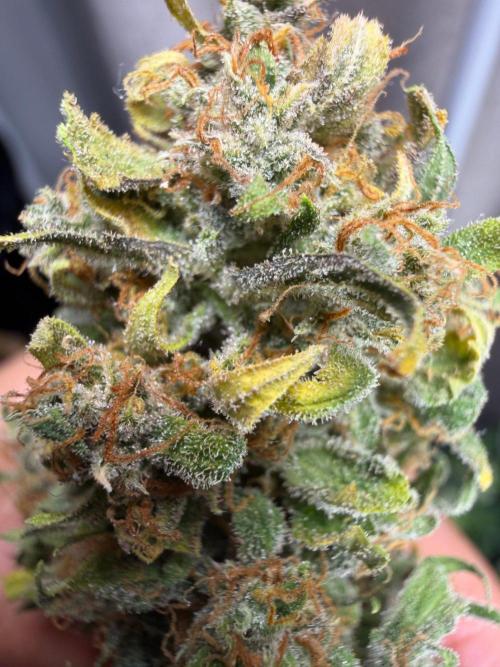 El Jardinarino. Week 10 - Rebel Haze by Rebel Grown