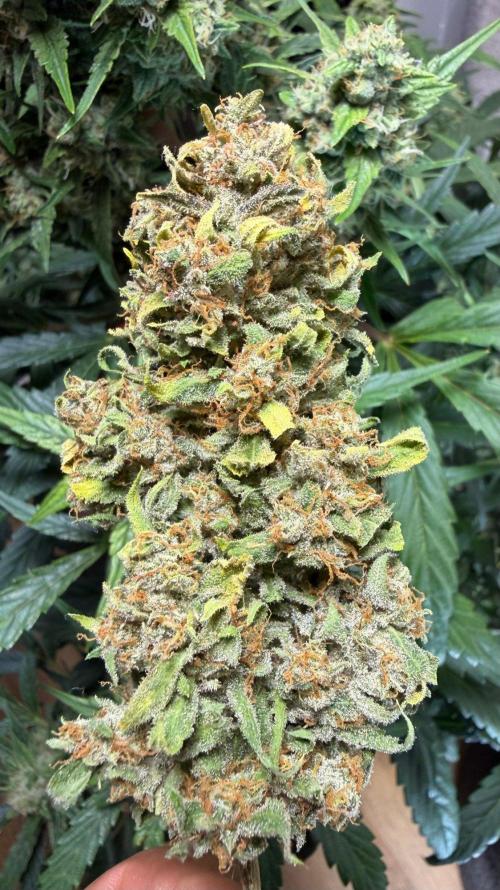 El Jardinarino. Week 10 - Rebel Haze by Rebel Grown