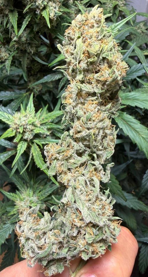 El Jardinarino. Week 10 - Rebel Haze by Rebel Grown