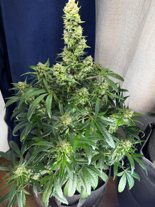 El Jardinarino. Week 11