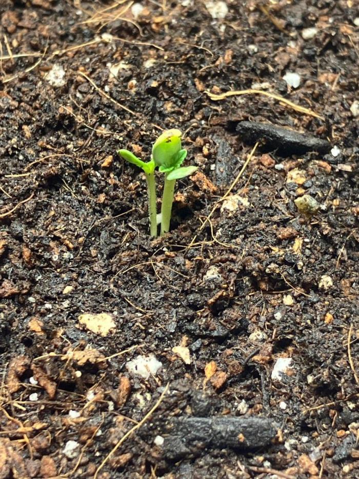 El Jardinarino. Week 0