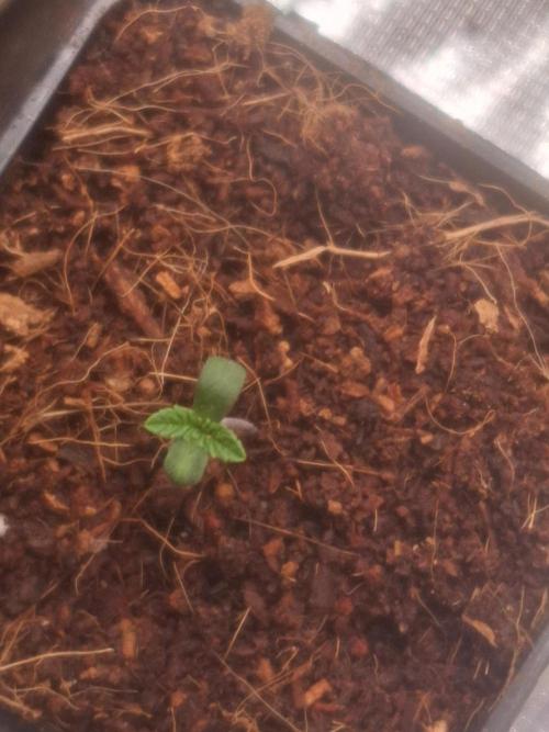 Blueberry Candiez auto - First time. Week 1