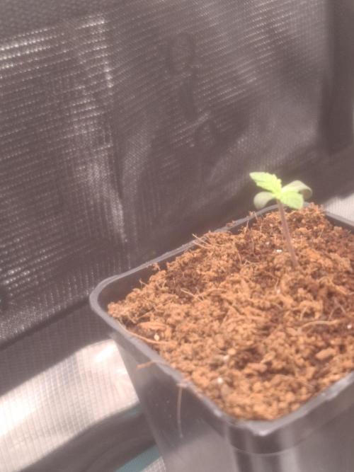 Blueberry Candiez auto - First time. Week 1