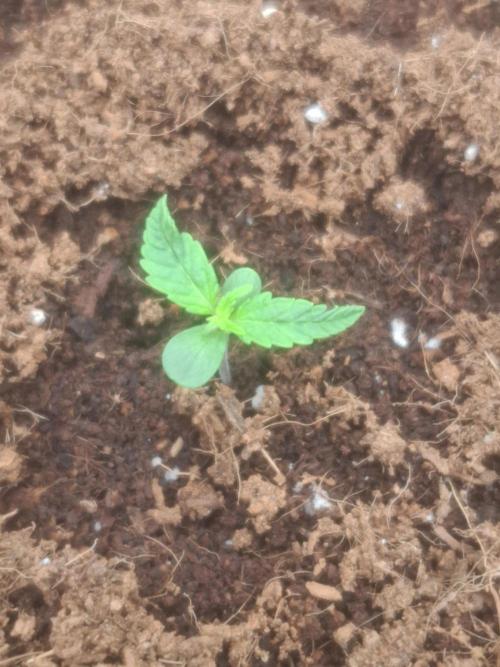 Blueberry Candiez auto - First time. Week 1