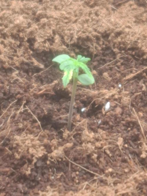 Blueberry Candiez auto - First time. Week 1